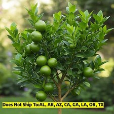 Persian lime tree for sale  Vero Beach