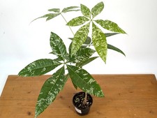 Variegated money tree for sale  Winter Park