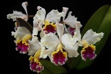 cattleya rex for sale cattleya rex for sale Diamond Bar