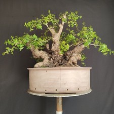 Pre bonsai esemplare usato  San Pancrazio Salentino