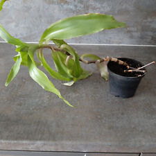 Callisia fragrans goldbart gebraucht kaufen  Überherrn