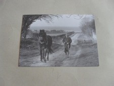 Postcard horse pony for sale  SHEFFIELD