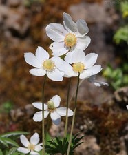 anemonen gebraucht kaufen anemonen gebraucht kaufen Siegen