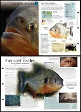 Red bellied piranha for sale  SLEAFORD