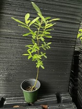 pussywillow for sale pussywillow for sale Martin