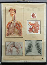 Medial Mural Vintage Wall Chart Poster Rollable Órgãos Respiratórios Humanos comprar usado  Enviando para Brazil