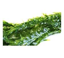 Elodea densa bunch for sale  MARKET RASEN