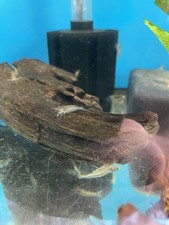 Amano shrimp algae for sale  Hialeah