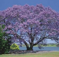1000 graines paulownia d'occasion  Cahors
