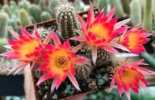 Chamaecereus poseidon cm gebraucht kaufen  Nürnberg