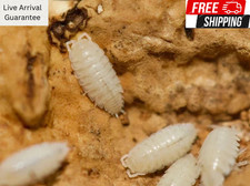 Count dwarf white for sale  Daytona Beach
