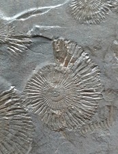 Lastra fossile ammoniti usato  Minerbio