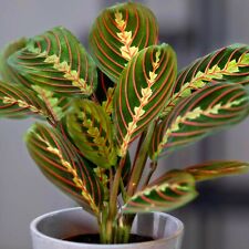 Maranta fascinator tricolour for sale  GLASGOW