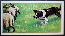 Border collie working d'occasion  Expédié en Belgium