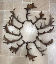 Twelve fallow deer for sale Twelve fallow deer for sale  GRANTHAM