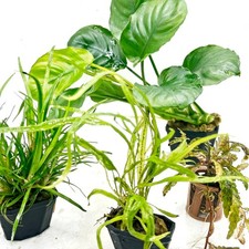 Live aquarium plants for sale  ACHARACLE