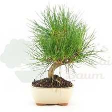Bonsai japanische schwarzkiefe gebraucht kaufen Bonsai japanische schwarzkiefe gebraucht kaufen  Halle