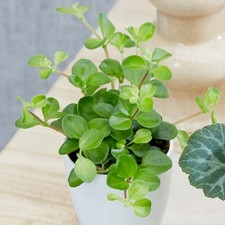 6cm pot 11cm for sale  UK