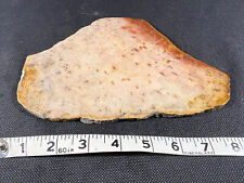 Palmwood petrified wood for sale  Saugatuck