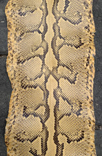 Fantastic tanned eight for sale  Eliot
