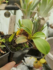 Nepenthes spathulata flava d'occasion  Beaumont-de-Lomagne