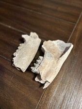 Tapir jaws matching for sale  Clewiston