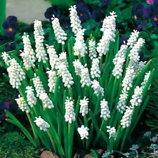 White muscari siberian for sale  PRESTON