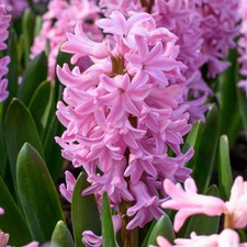 Hyacinth fondant flower for sale  SALISBURY