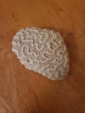 Dried white brain for sale  Missoula
