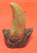tyrannosaurus rex tooth for sale tyrannosaurus rex tooth for sale Sebastian