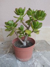 Albero giada succulenta usato  San Filippo del Mela