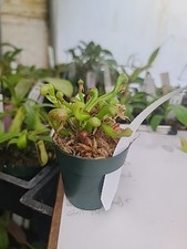 hardy potted plants for sale  Junction City