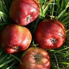 Dzin robuster säulenapfel gebraucht kaufen  Detmold