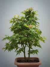 tree trunks for sale  HEBBURN