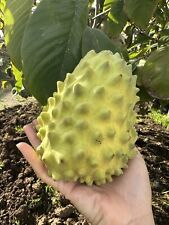 Seeds rare bumpo for sale  San Jose