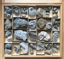 Fossilien dachbodenfund sortie gebraucht kaufen  Deutschland