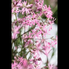 Lychnis flos cuculi gebraucht kaufen  Deutschland