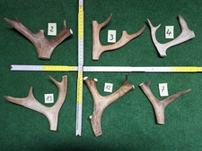 kare geweih gebraucht kaufen kare geweih gebraucht kaufen Schwäbisch Gmünd