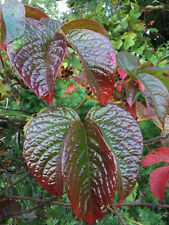 Parthenocissus himalayana rare for sale  ST. ASAPH