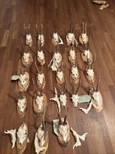 Rehgeweihe rehgehörne antik gebraucht kaufen  Wuppertal