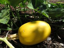 Spaghetti squash seeds for sale  Union City