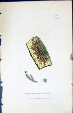 Old print jungermannia for sale  UK