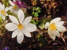 Sanguinaria canadensis kanadis gebraucht kaufen  Neustadt a.d.Waldnaab