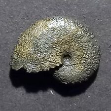 Oxicerites yeovilensis fossili usato  Italia