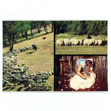 Australia postcard sheep d'occasion  Expédié en Belgium