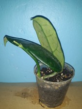 Hoya villosa . gebraucht kaufen  Deutschland