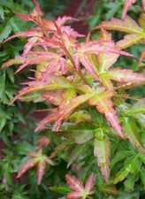 Acer palmatum koto for sale  CRANBROOK