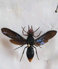 Synagris analis raro. usato  Trento
