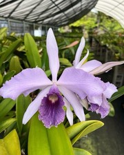 Cattleya purpurato rex for sale  Mountain View