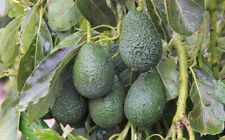 Avocado hass seedlings for sale  Winter Haven